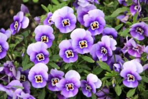 Violets, Empress Sissi's favorite flowers